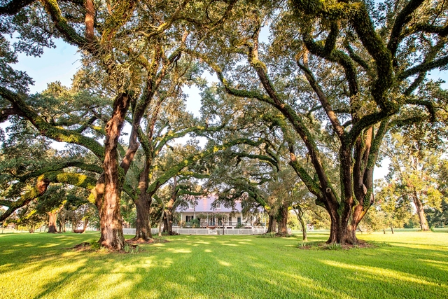 Two rows of Live Oak trees stretch from the Cane River to the Oakland Plantation Main House.