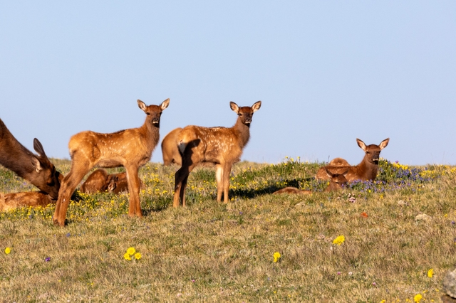 Several elk cows and calves are grazing on tundra plants