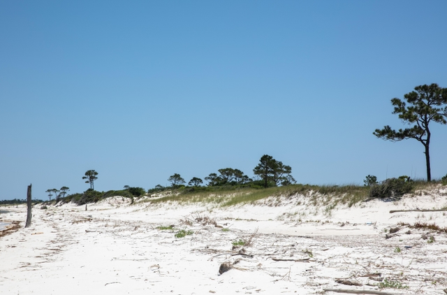 White sand and greenery