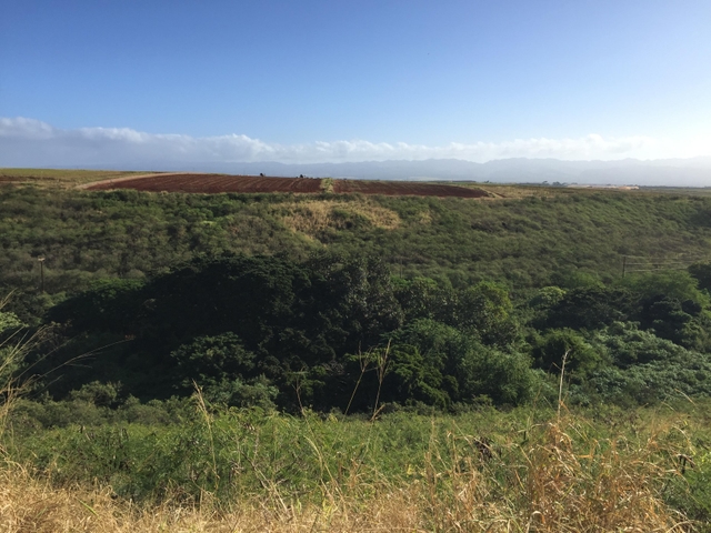 Looking across the Honouliuil Gulch