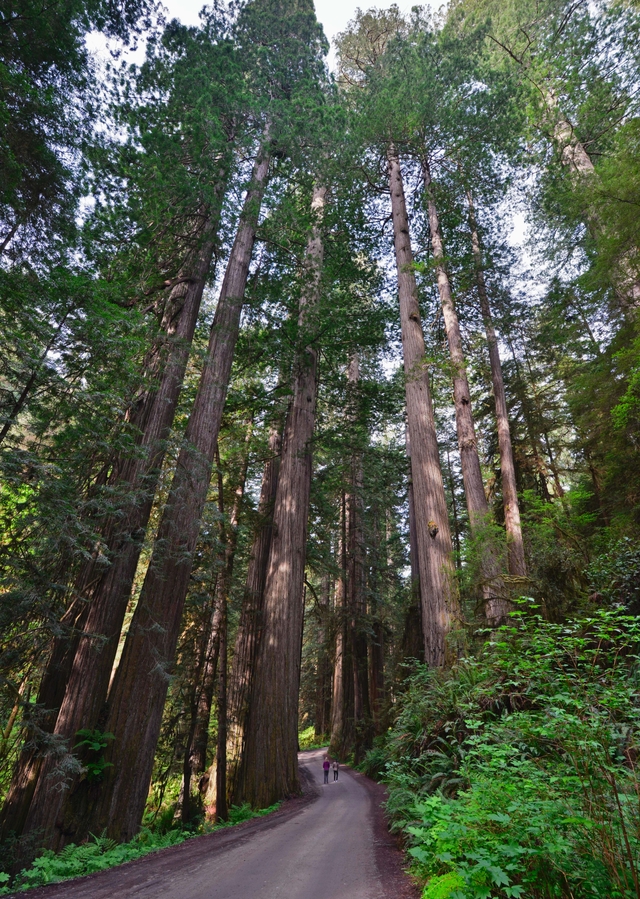 Redwood trees line a narrow dirt road.
