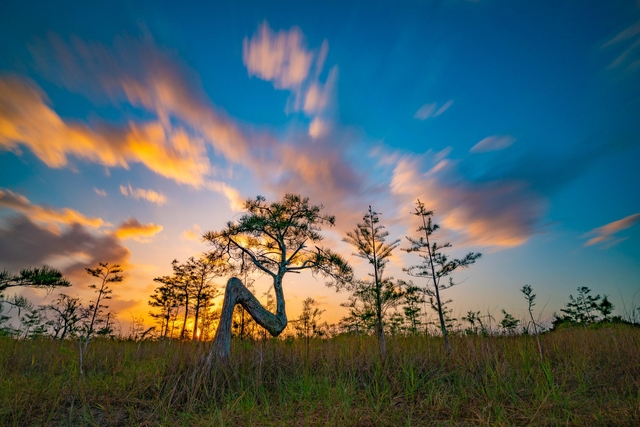 A sunset creates a silhouette of a cypress tree with needle-like leaves that is shaped like an 'N'.