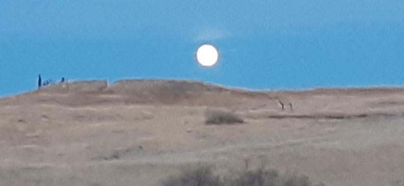 A rising moon peaks above the eastern horizon in January.