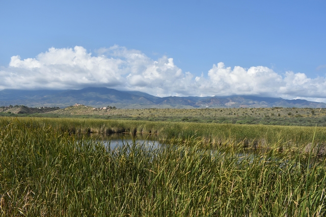 a green, vibrant wetland with a ridge with an adobe dwelling and mountains in the distance
