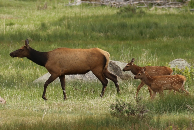 A cow elk is walking in a meadow with two calves