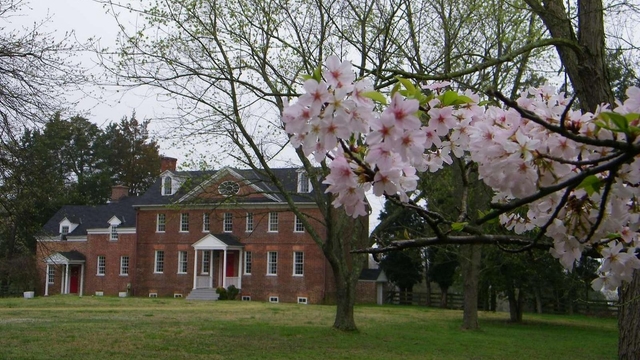 Flowers on a tree with a large brick house in the background.