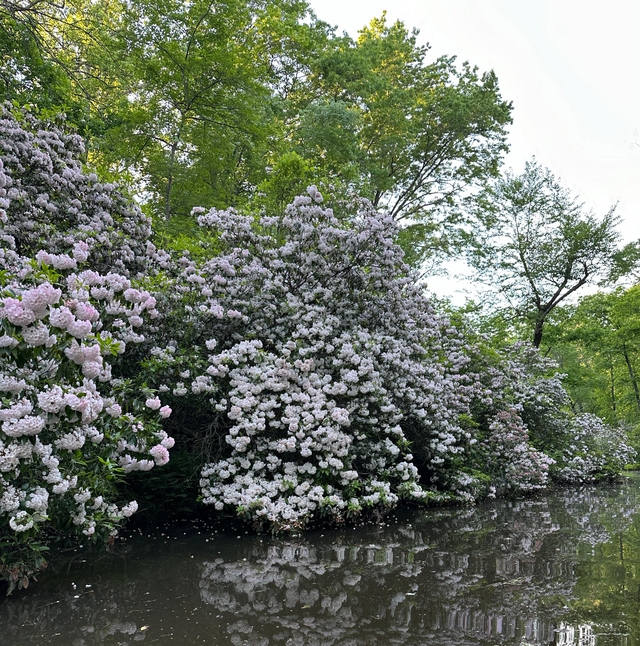 Pink and white flowers dot green bushes near the creek