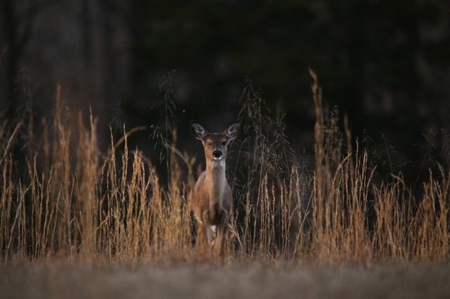 Image displays a lightly colored deer looking at the viewer and surrounded by tall grass.