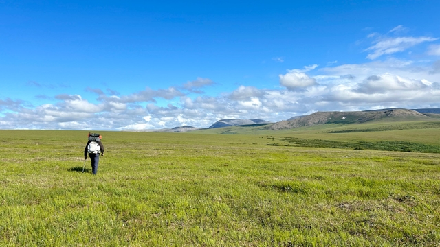 Backpacker hikes across green tundra.