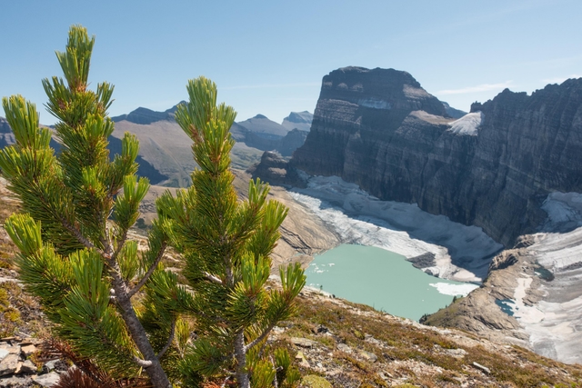 A pine tree with a glacier in the background in 2021.