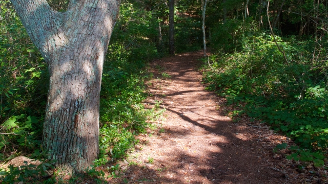 Tree standing next to the maritime forest path of the Thomas Hariot Trail