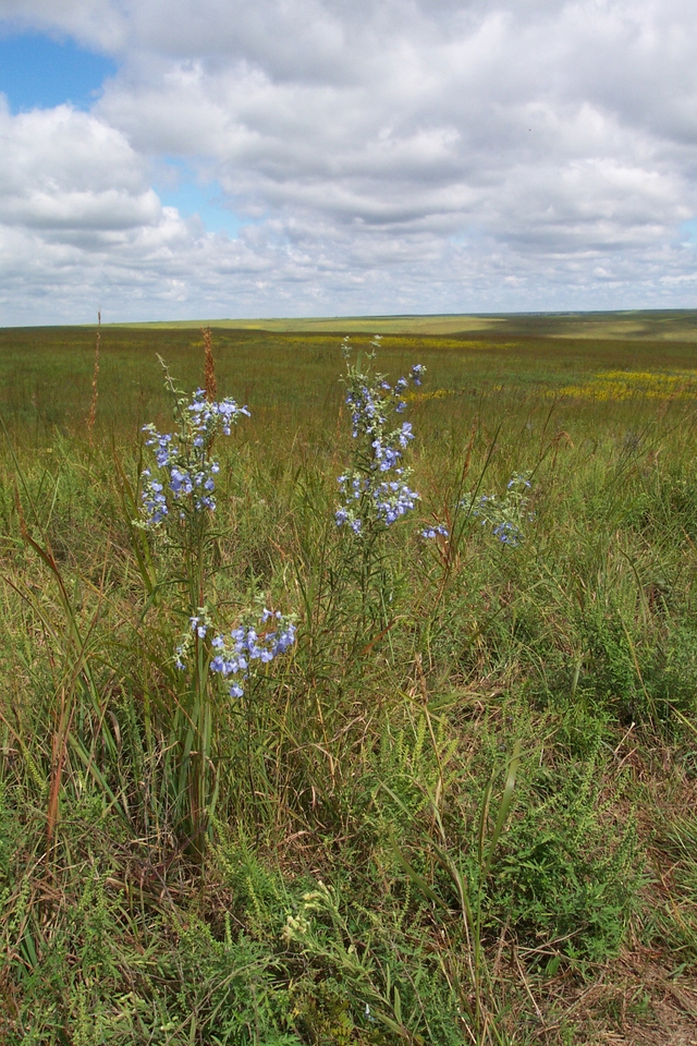 fall wildflowers at the preserve