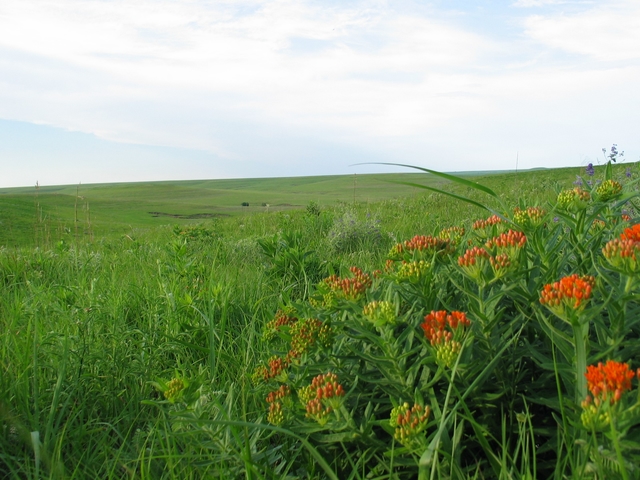 butterfly milkweed wildflowers