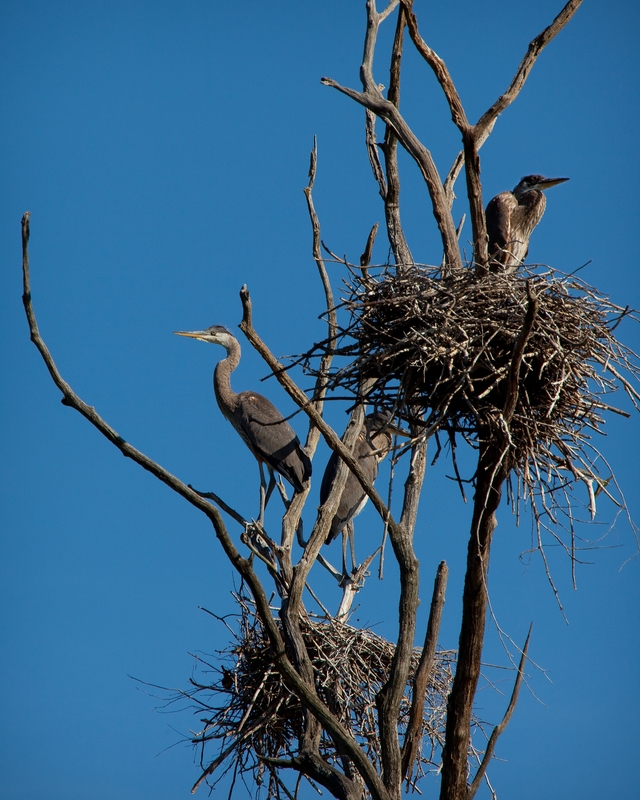 Great Blue Herons attending their nests in a tree