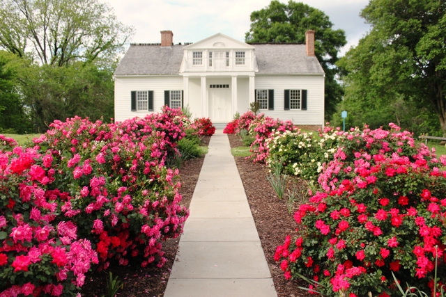 Roses in bloom in front of the Shirley House