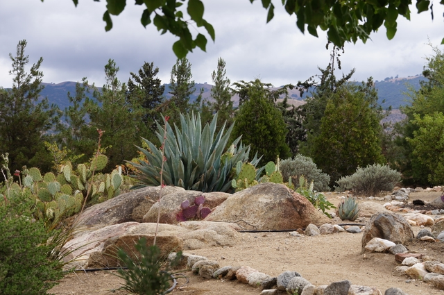 Desert plants grow from rocky soil