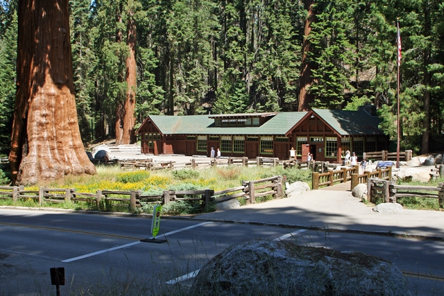 A rustic building is surrounded by giant sequoias