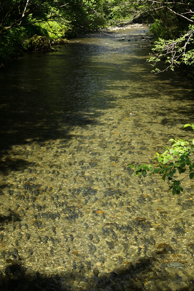 Salmon run in the Indian River