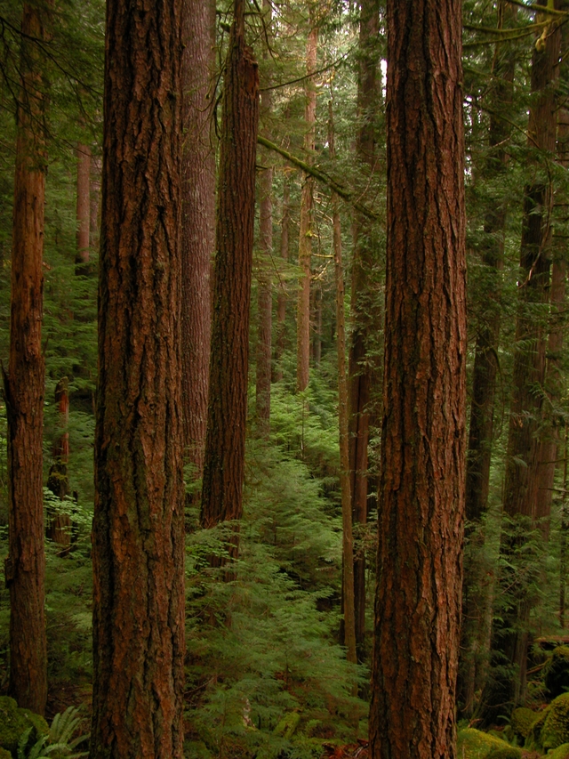 Large trees and ferns