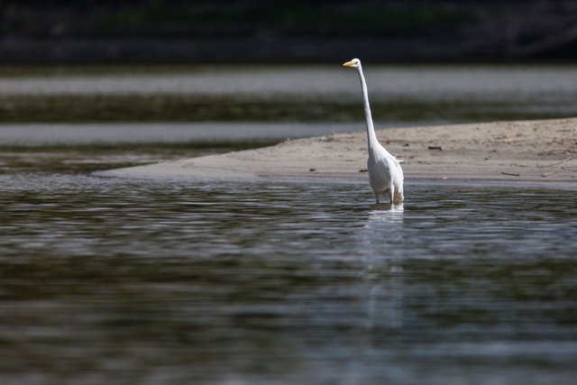 A large, long-necked, long-legged bird wades in the river.