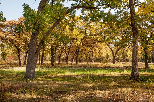 Large trees are widely spaced in a grassland.