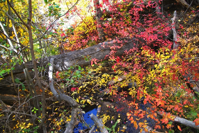 Fall Colors Along Mosca Creek, Great Sand Dunes National Park