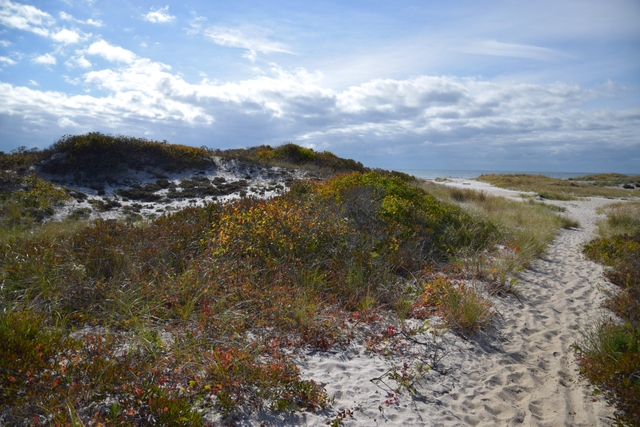 Grasses and shrubs cover the undulating backdune habitat of Fire Island's wilderness.