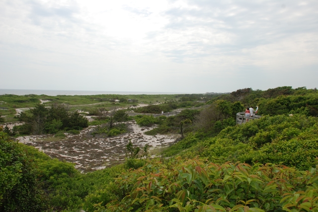 View of ocean and primary dune with boardwalk winding up to the Sunken Forest overlook.