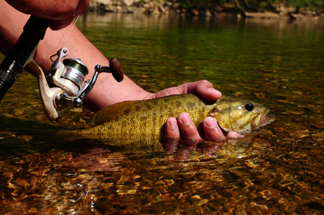 Fisherman with smallmouth bass.