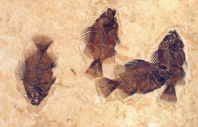 a well preserved fossil fish, Cockerellites liops