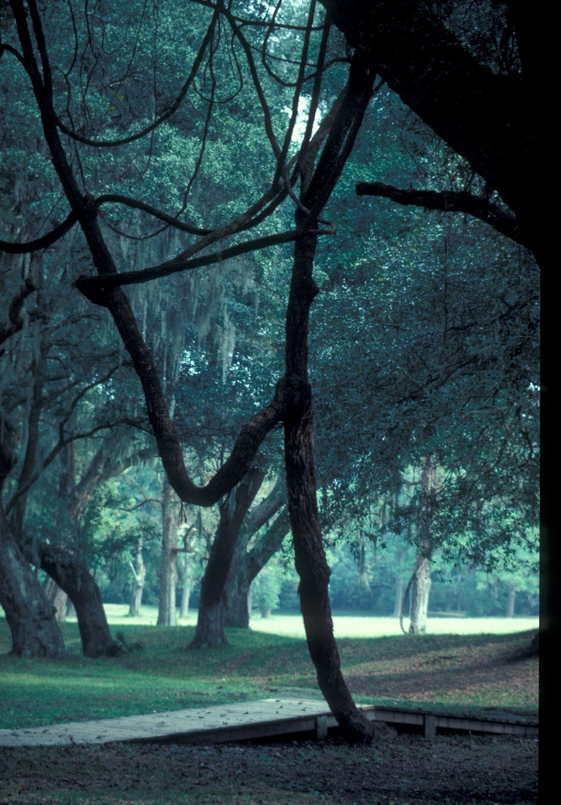 A large grapevine draped among the Live Oaks