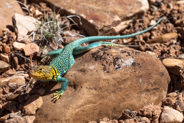 a green lizard with yellow head, yellow spots and black collar