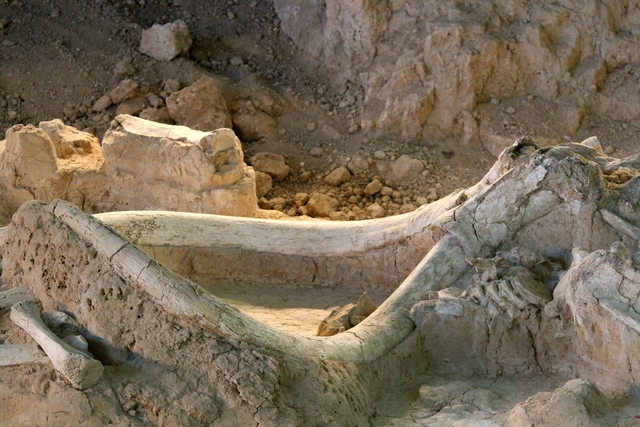 Mammoth Tusks in situ