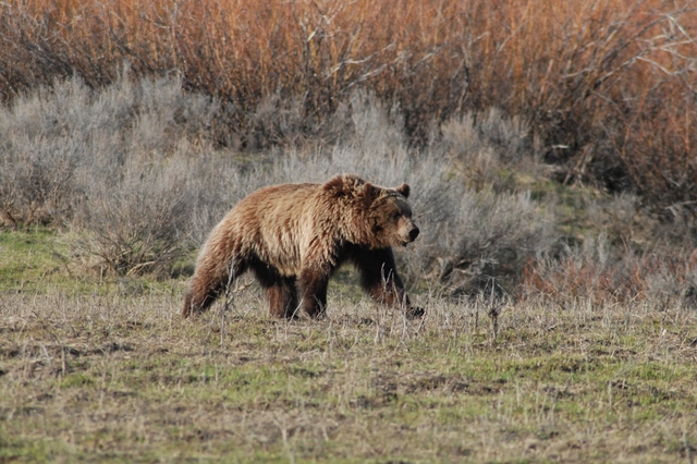 Grizzly bear running through dry grass with shrubs behind