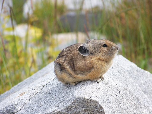 American Pika perched on a granite boulder