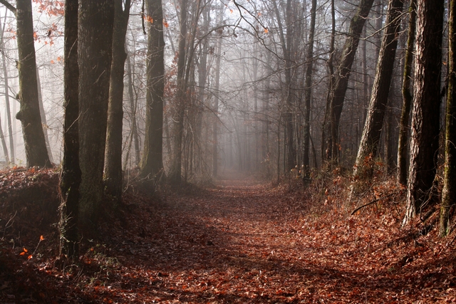 A foggy section of the Old Trace in autumn