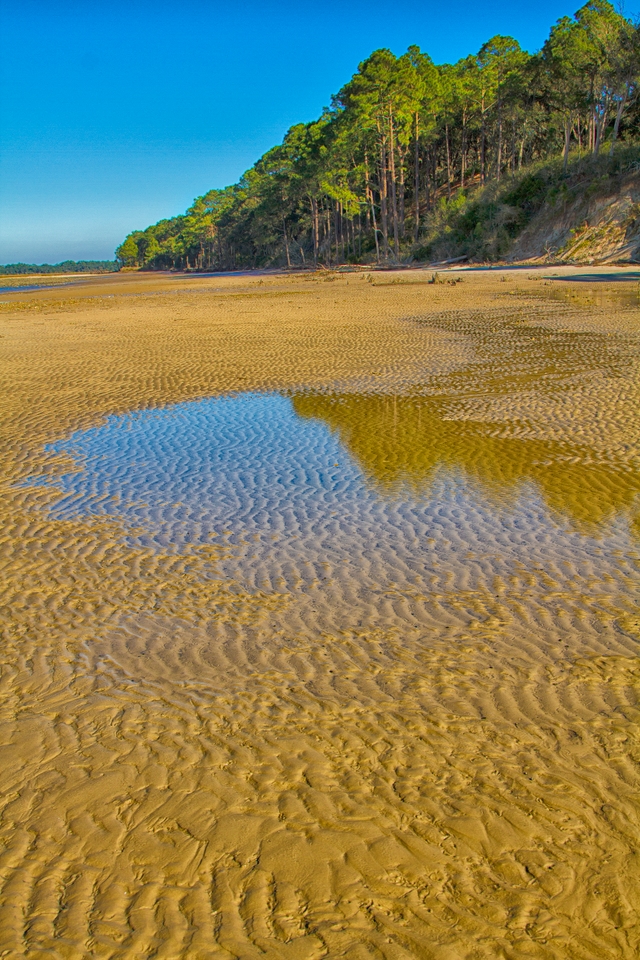 rippled sands of a beach in front of pine tree covered bluffs