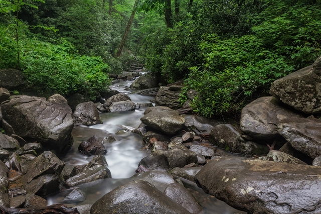 Rhododendron bushes line the banks of a stream filled with large boulders.