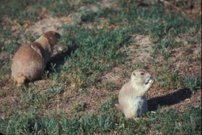 Prairie dogs at Devils Tower