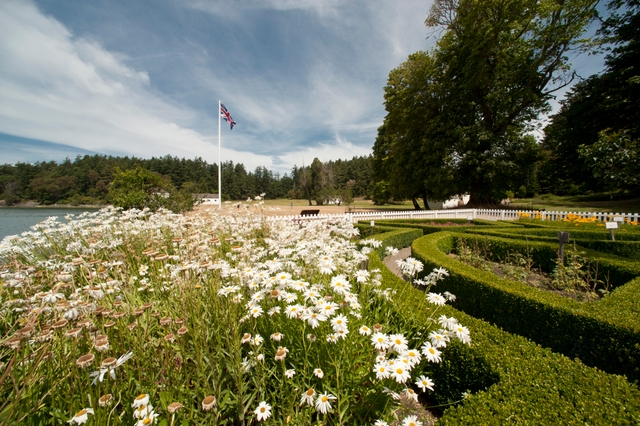 flowers in bloom