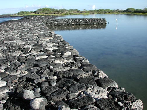 The rehabilitation of Kaloko fishpond started in 1998 and still continues today....