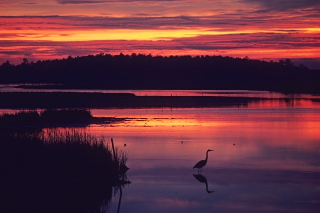 A heron at sunset in the waters and marshes of Blackwater National Wildlife Refuge