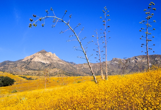 Agave stalks and wildflowers with mountains in the distance