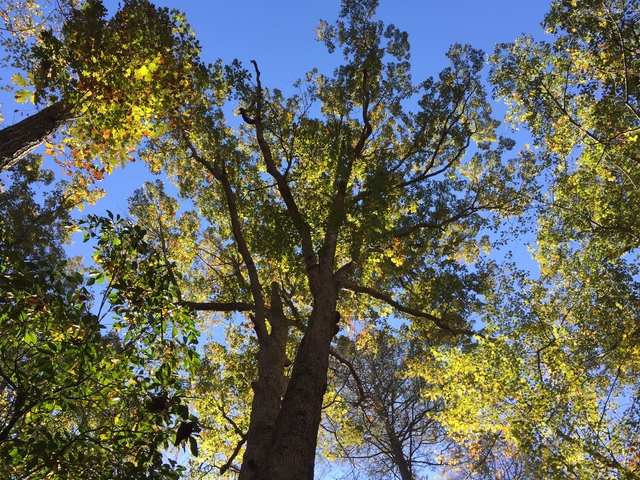 Tuliptrees grow tall with blue sky above them