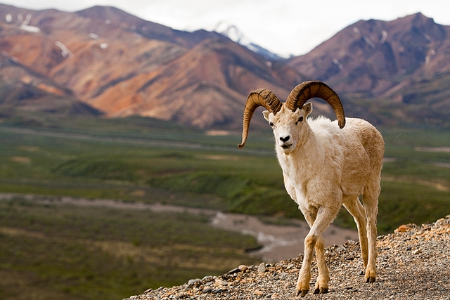 a white colored sheep standing on a mountainside overlooking a green valley