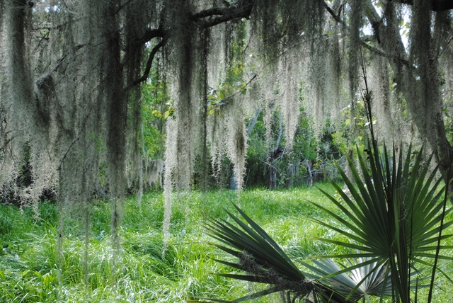 Spanish moss hangs from live oak tree