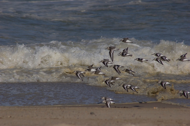 A flock of birds flies along a beach with waves in the background.