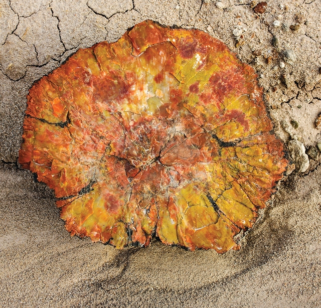 yellow and other colors in a piece of brightly colored petrified wood