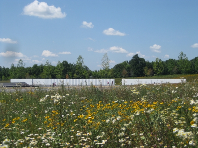 Field of white and yellow wildflowers with a white wall in the distance and blue sky above.