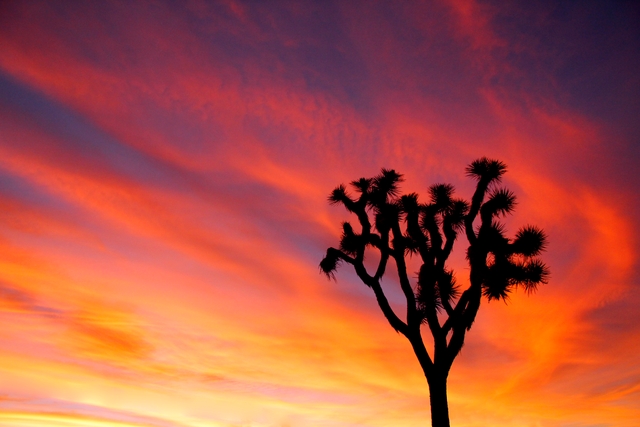 a fiery sky behind the silhouette of a Joshua tree